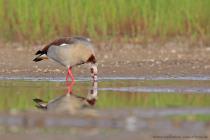 Nilgans